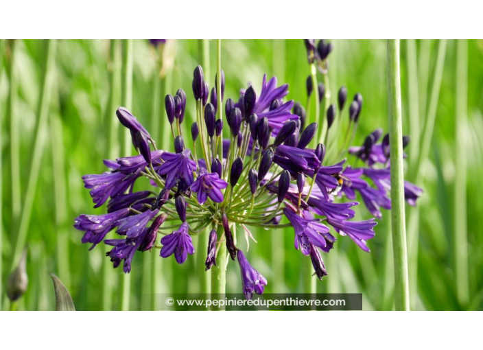 AGAPANTHUS 'Royal Velvet'