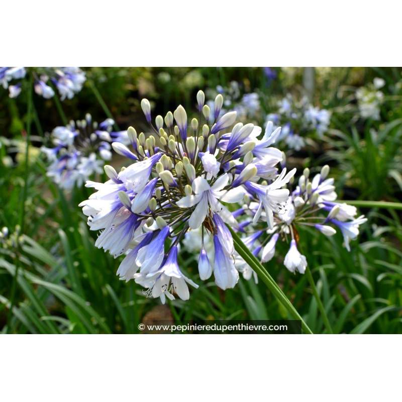 AGAPANTHUS 'Twister'