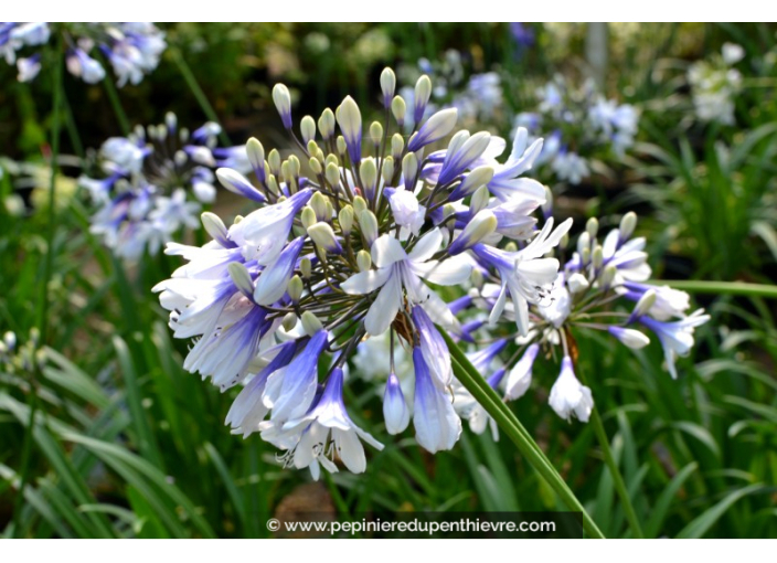 AGAPANTHUS 'Twister'