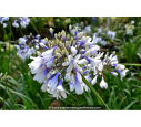 AGAPANTHUS 'Twister'