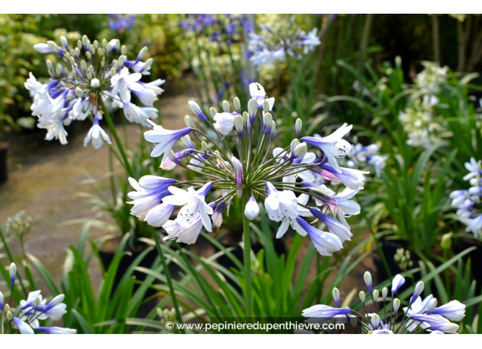 AGAPANTHUS 'Twister'
