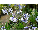 AGAPANTHUS 'Twister'