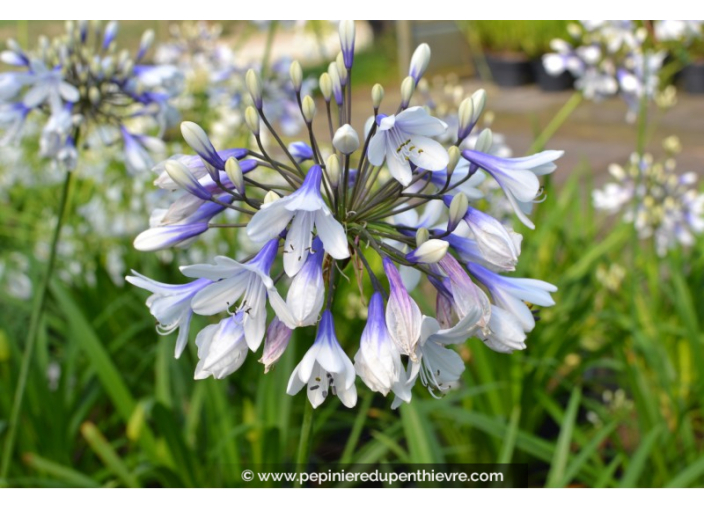 AGAPANTHUS 'Twister'