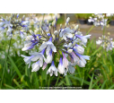 AGAPANTHUS 'Twister'