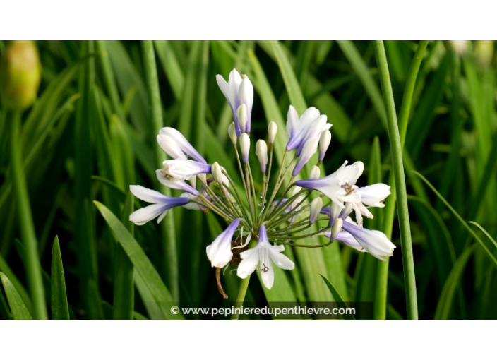 AGAPANTHUS 'Twister'