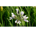 AGAPANTHUS 'Twister'