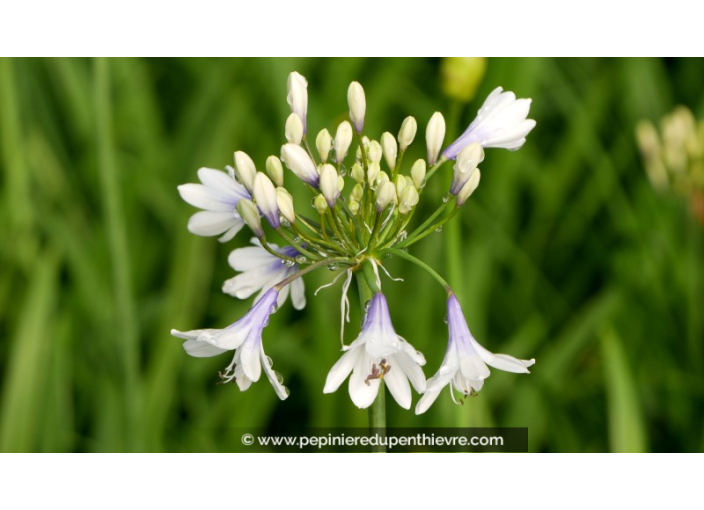 AGAPANTHUS 'Twister'