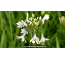 AGAPANTHUS 'Twister'