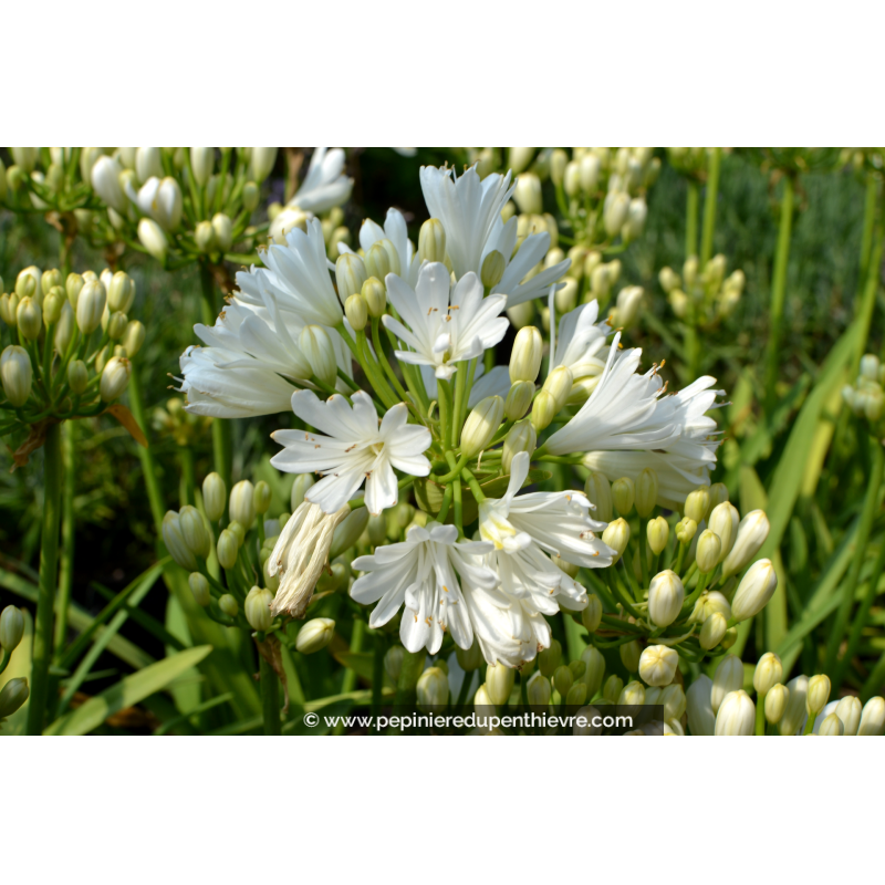 AGAPANTHUS x 'Double Diamond'®
