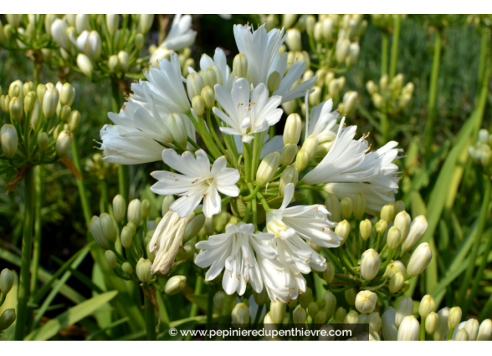 AGAPANTHUS x 'Double Diamond'®