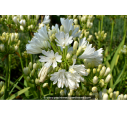 AGAPANTHUS x 'Double Diamond'® AGAPANTHUS x 'Double Diamond'®