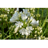 AGAPANTHUS x \'Double Diamond\'