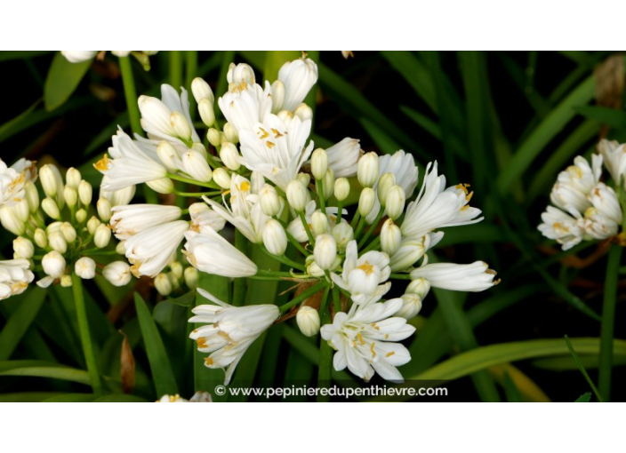 AGAPANTHUS x 'Double Diamond'® AGAPANTHUS x 'Double Diamond'®