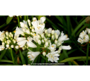 AGAPANTHUS x 'Double Diamond'® AGAPANTHUS x 'Double Diamond'®