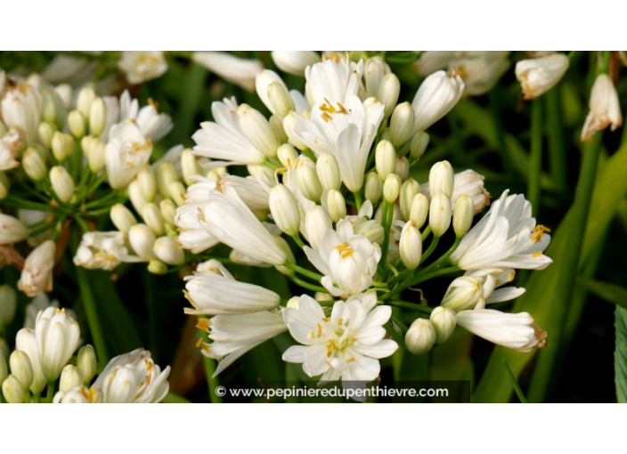 AGAPANTHUS x 'Double Diamond'® AGAPANTHUS x 'Double Diamond'®