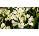 AGAPANTHUS x 'Double Diamond'® AGAPANTHUS x 'Double Diamond'®