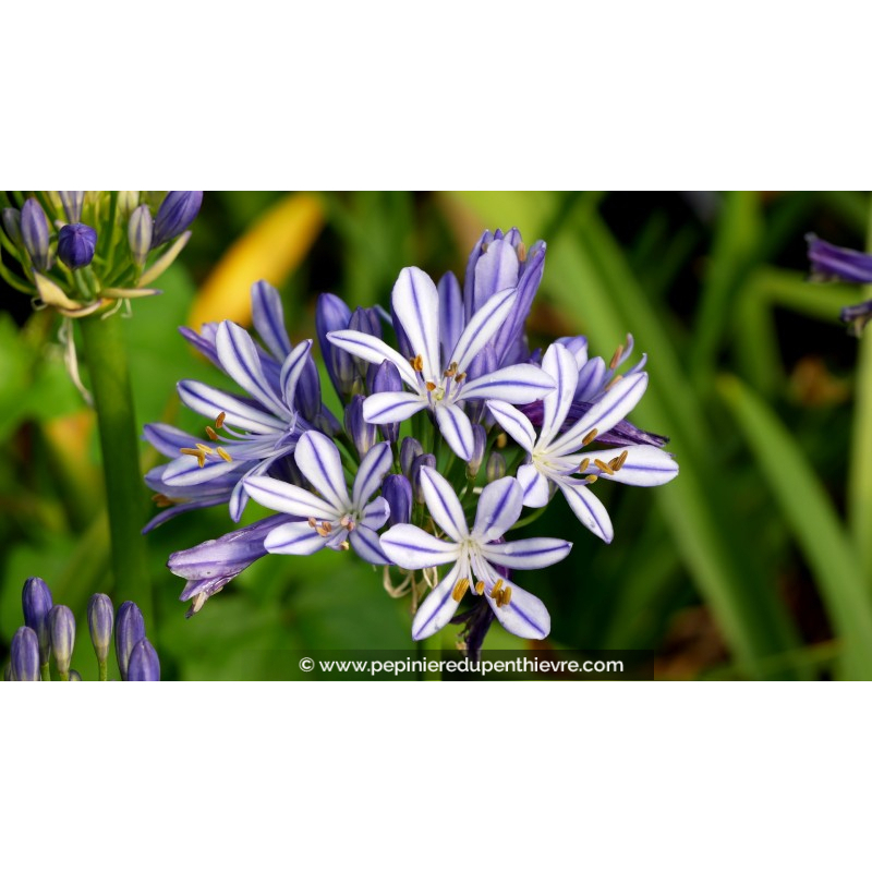 AGAPANTHUS 'Charlotte'®