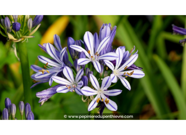 AGAPANTHUS 'Charlotte'®