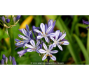 AGAPANTHUS 'Charlotte'® AGAPANTHUS 'Charlotte'®