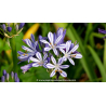 AGAPANTHUS \'Charlotte\'