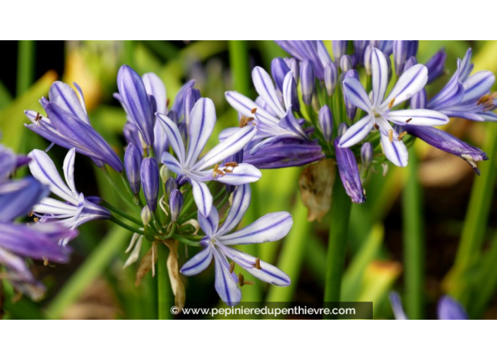 AGAPANTHUS 'Charlotte'® AGAPANTHUS 'Charlotte'®