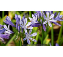 AGAPANTHUS 'Charlotte'® AGAPANTHUS 'Charlotte'®