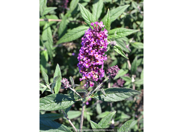 BUDDLEJA 'Dark Pink'®