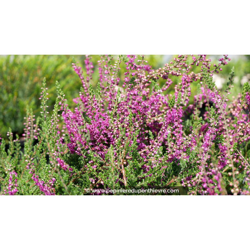 Bruyère Calluna Bicolore Rose Et Blanche - Plante Extérieure Rustique Jusqu'à 60 Cm | Pot 10.5 Cm - 7