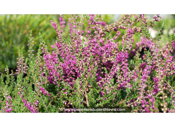 CALLUNA vulgaris 'Allegro' CALLUNA vulgaris 'Allegro'