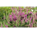 CALLUNA vulgaris 'Allegro' CALLUNA vulgaris 'Allegro'