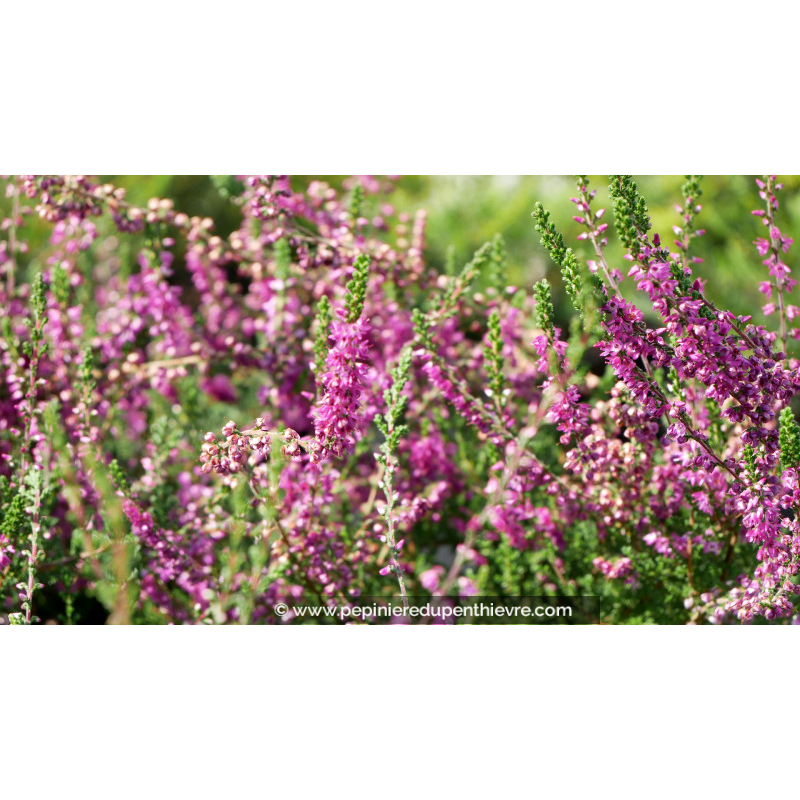 CALLUNA vulgaris 'Allegro'