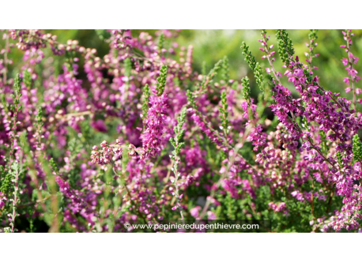 CALLUNA vulgaris 'Allegro'