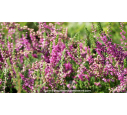CALLUNA vulgaris 'Allegro' CALLUNA vulgaris 'Allegro'