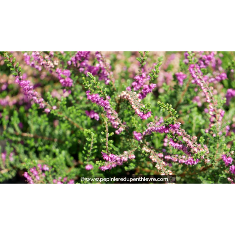 CALLUNA vulgaris 'Alportii'