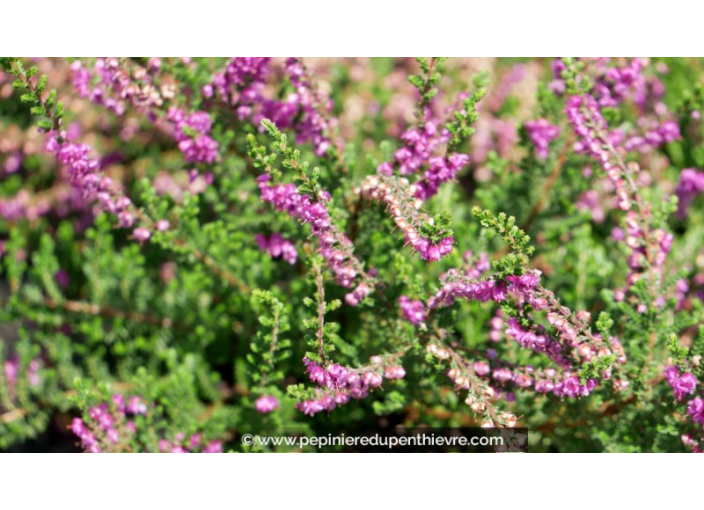 CALLUNA vulgaris 'Alportii'