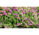 CALLUNA vulgaris 'Alportii'