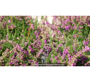 CALLUNA vulgaris 'Alportii'