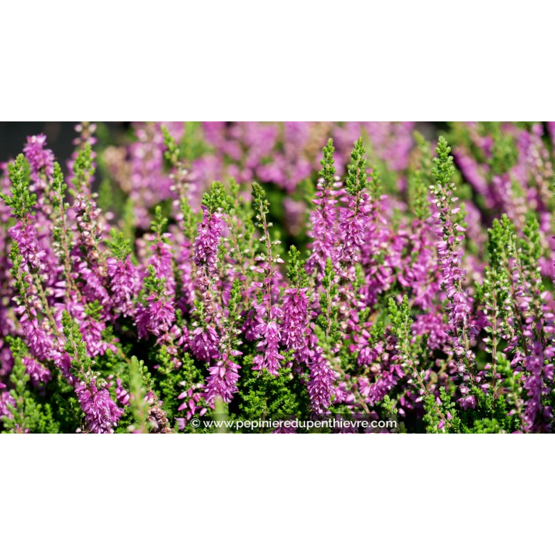 CALLUNA vulgaris 'Darkness'