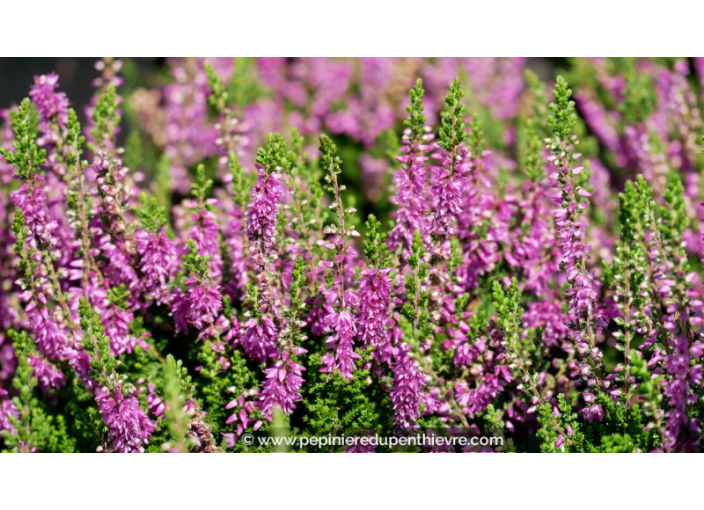 CALLUNA vulgaris 'Darkness'