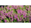 CALLUNA vulgaris 'Darkness'