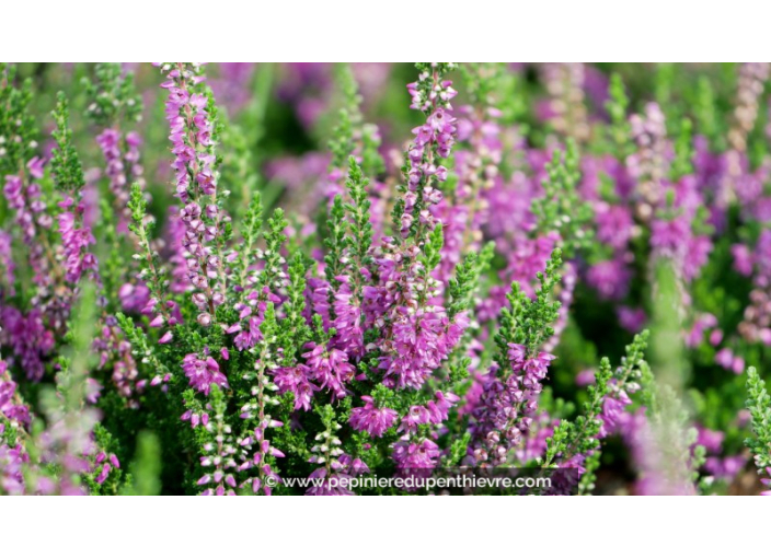 CALLUNA vulgaris 'Darkness'