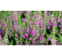 CALLUNA vulgaris 'Darkness'