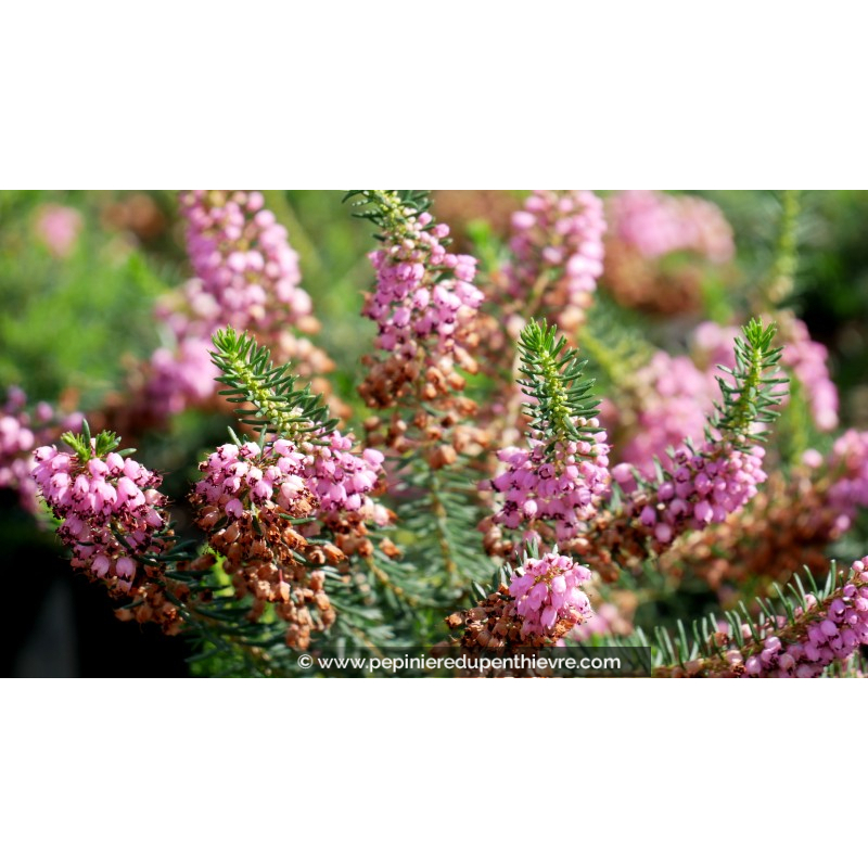 ERICA vagans 'Saint Keverne'