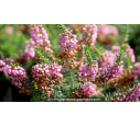 ERICA vagans 'Saint Keverne'