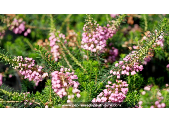 ERICA vagans 'Saint Keverne'