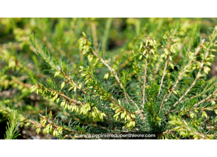 ERICA carnea 'Myretoun Ruby'