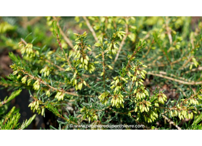 ERICA carnea 'Myretoun Ruby'