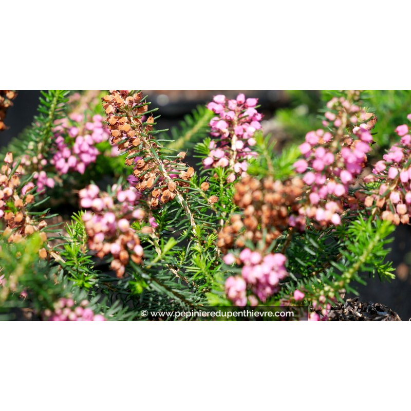 ERICA vagans 'Mrs D.F. Maxwell'