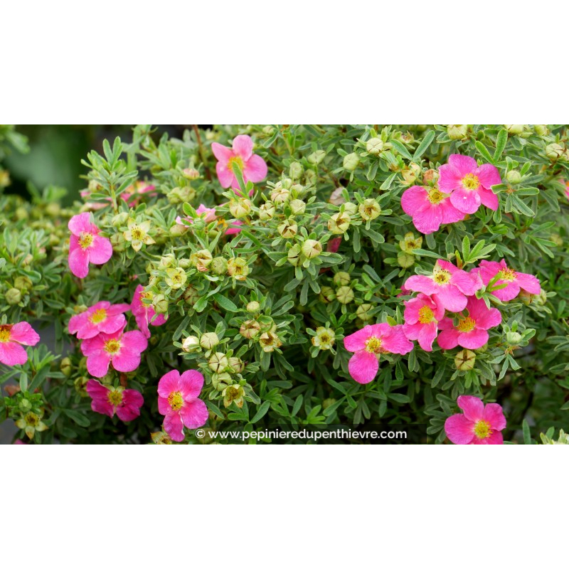 POTENTILLA fruticosa 'Bellissima'®