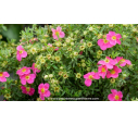 POTENTILLA fruticosa 'Bellissima'®